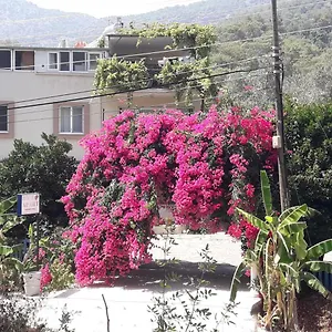 Rose , Sarigerme Turkey